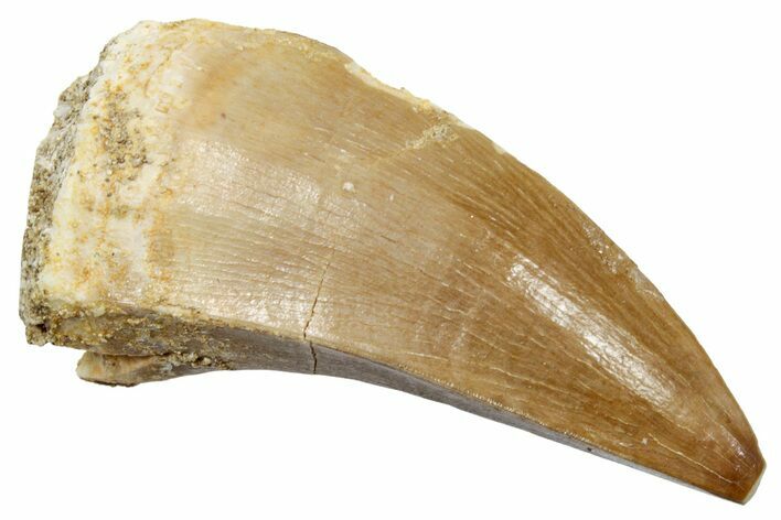 Fossil Mosasaur (Mosasaurus) Tooth - Morocco #249611